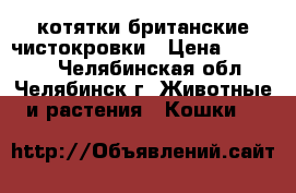 котятки британские чистокровки › Цена ­ 10 000 - Челябинская обл., Челябинск г. Животные и растения » Кошки   